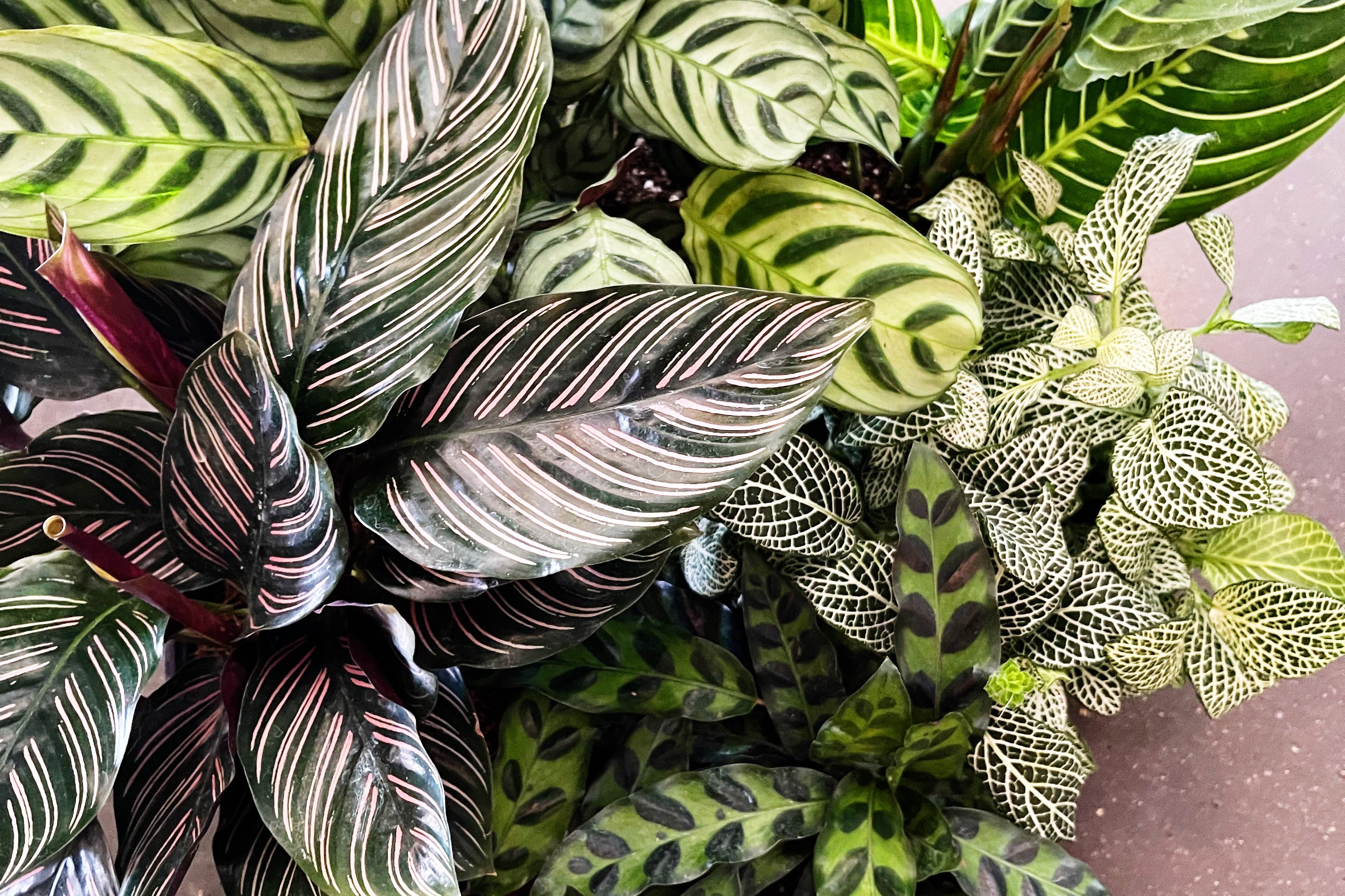 IMG_5779 - Anna Johnston (1).jpg__PID:d4e5f2fe-24ae-40cd-b059-9b3b94d3bcc4